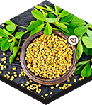 Fenugreek seeds
